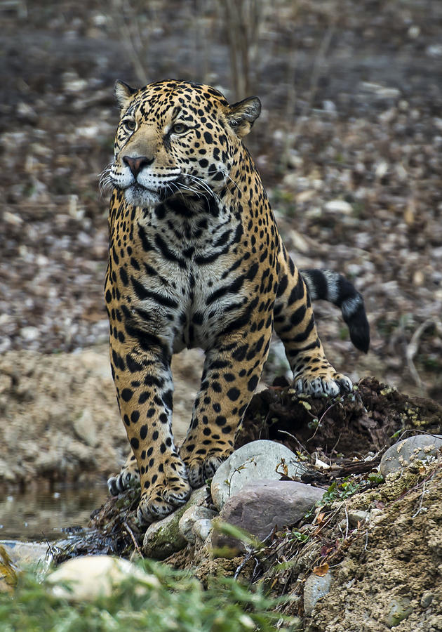 Jaguar Photograph by Phil Abrams