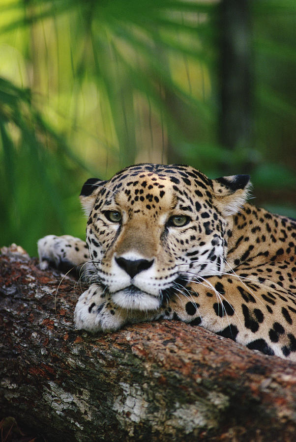 Jaguar Portrait Belize Photograph by Gerry Ellis