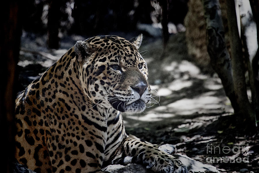 Jaguar-Portrait  Photograph by Douglas Barnard
