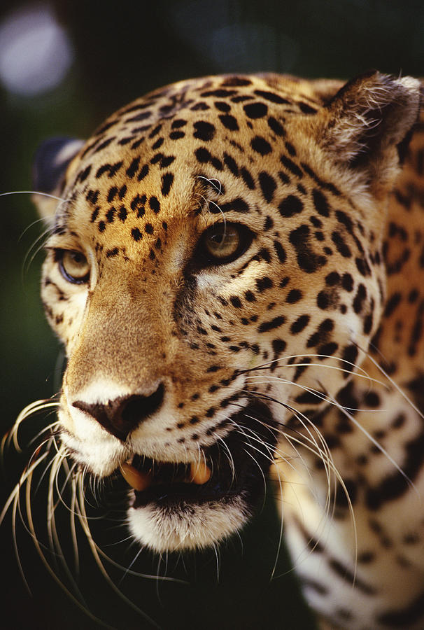 Jaguar Portrait Photograph by Gerry Ellis