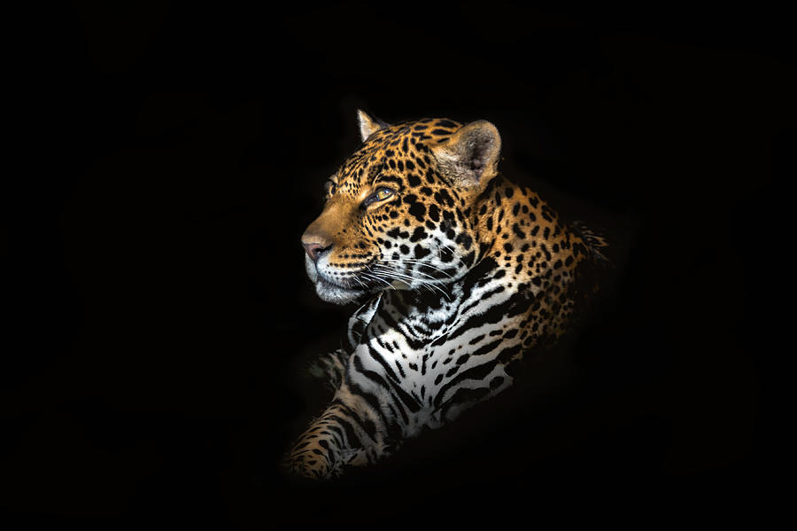 Animal Photograph - Jaguar Portrait by Majestic Moments Photography, Animal Photograph - Jaguar Portrait by Majestic Moments Photography,
