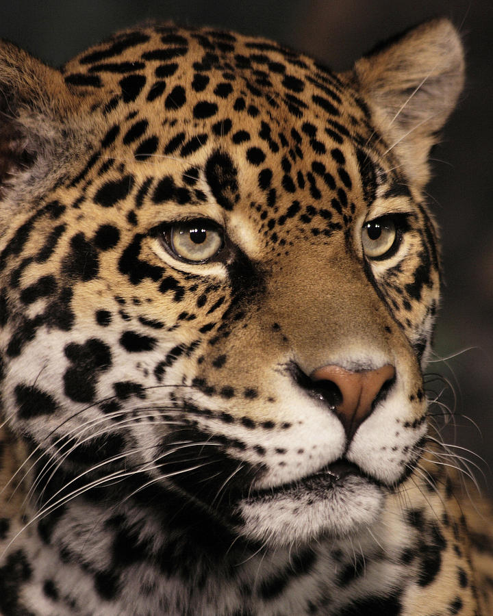 Jaguar Portrait Photograph by Theo OConnor