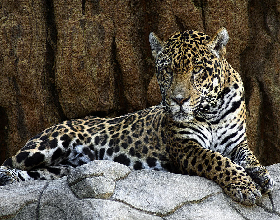 Jaguar Portrait  Digital Art by TnBackroadsPhotos 