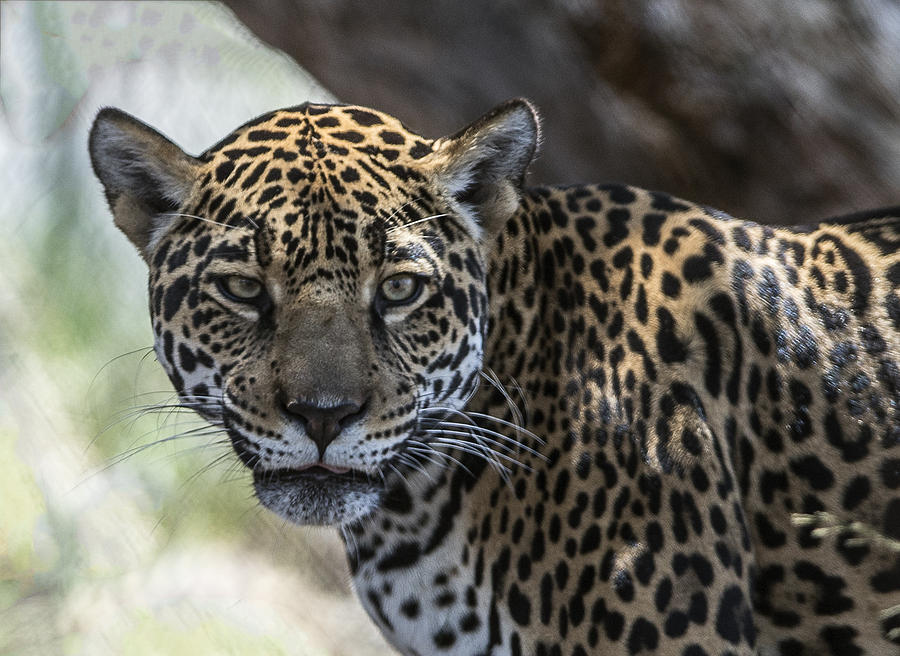 Jaguar Portrait Photograph by William Bitman