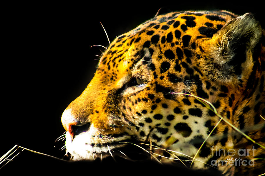 Jaguar Profile Digital Art By Janna Davis Pixels