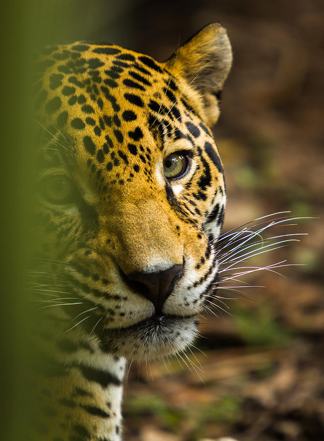 Jaguar Photograph by Raul Rodriguez