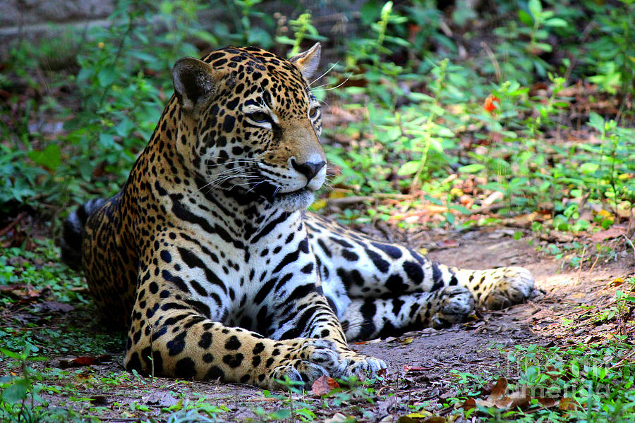 Jaguar Resting from Play Photograph by Kathy  White