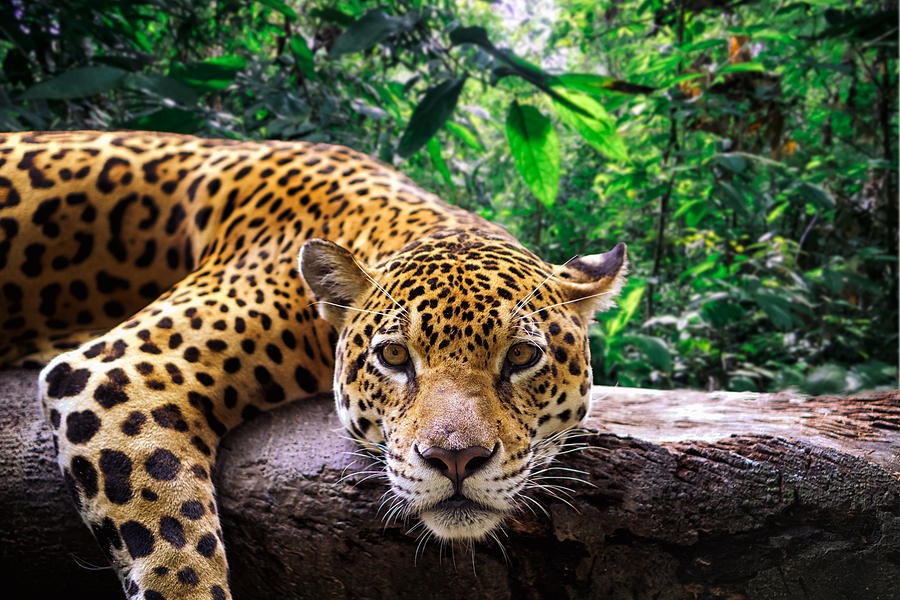 Jaguar resting in the jungle Photograph by by Kim Schandorff