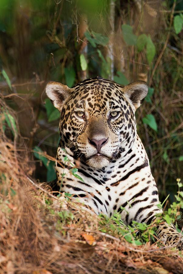 Jaguar Resting Photograph By John Devries Science Photo Library - Fine 