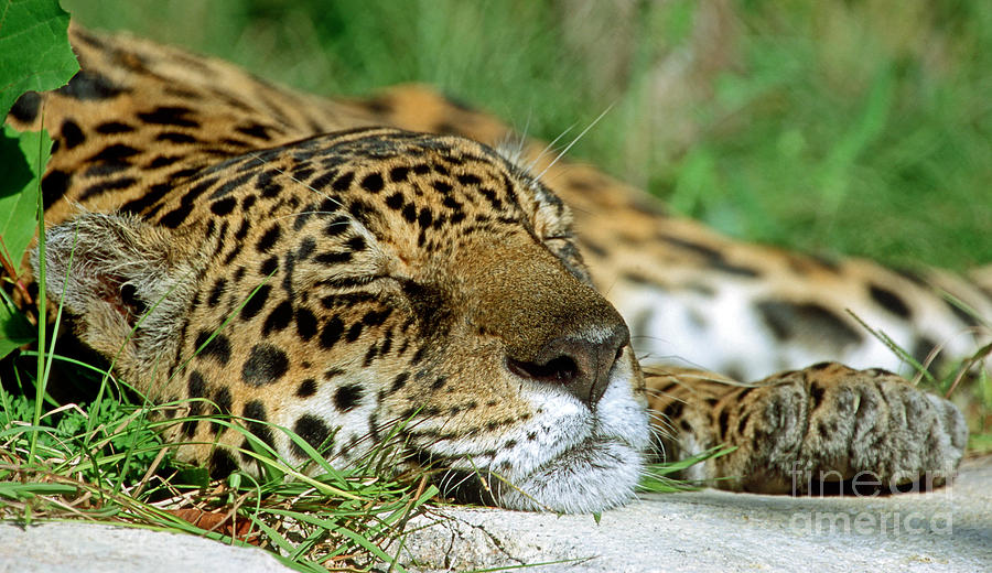Animal Photograph - Jaguar Resting by Millard H. Sharp