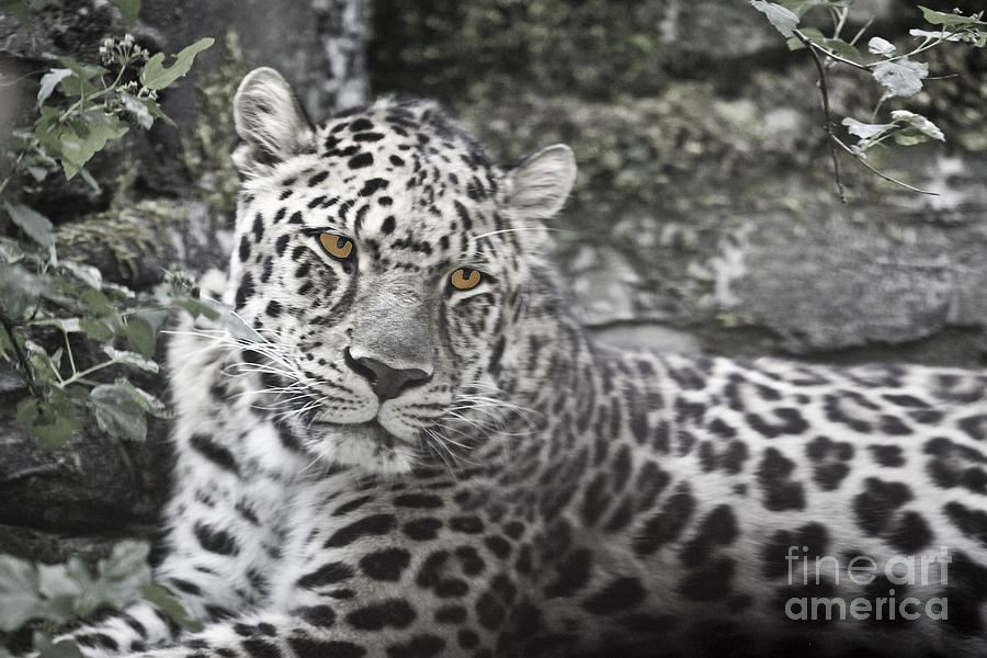 Jaguar Photograph by Rich Collins