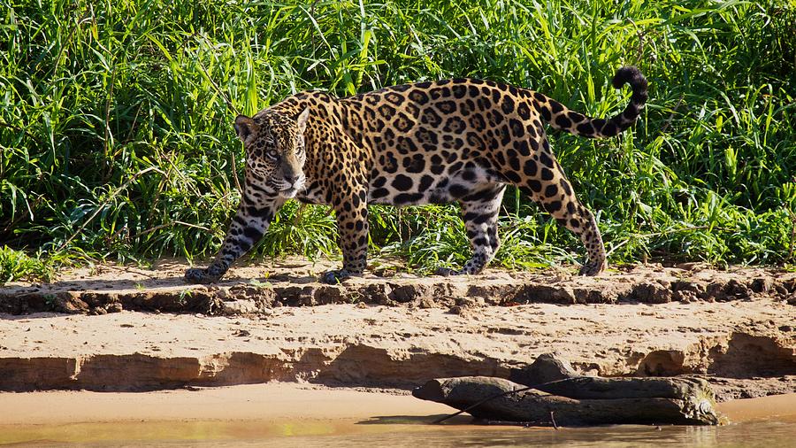 Jaguar River Walk Photograph by David Beebe