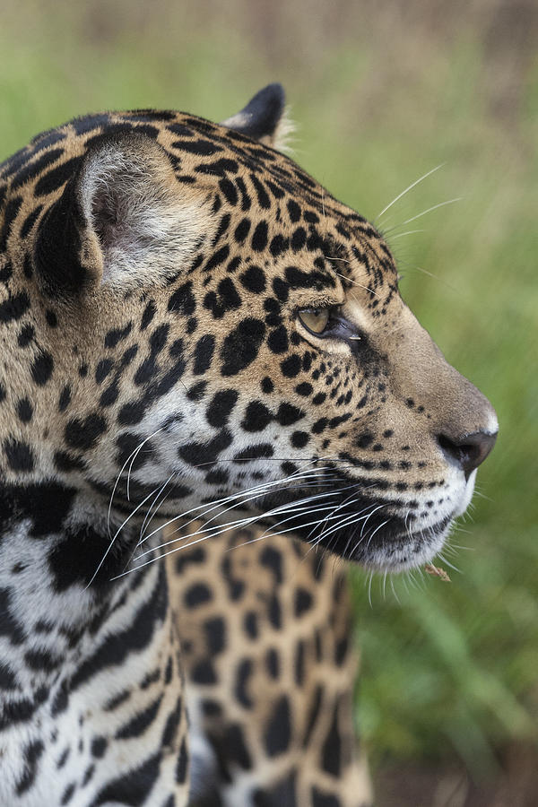 Jaguar Photograph by San Diego Zoo