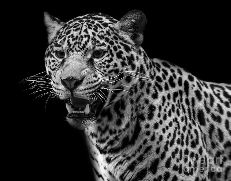 Jaguar seven Photograph by Ken Frischkorn