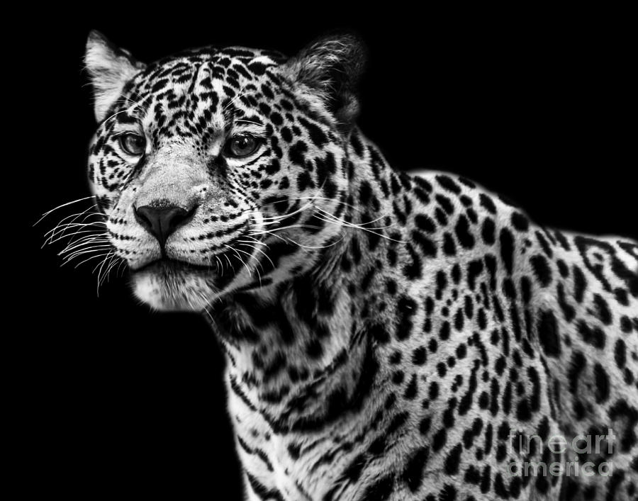 Jaguar six Photograph by Ken Frischkorn