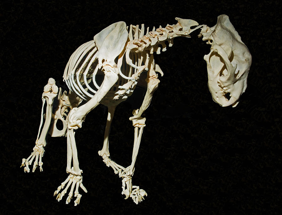 Jaguar Skeleton Photograph by Millard H. Sharp