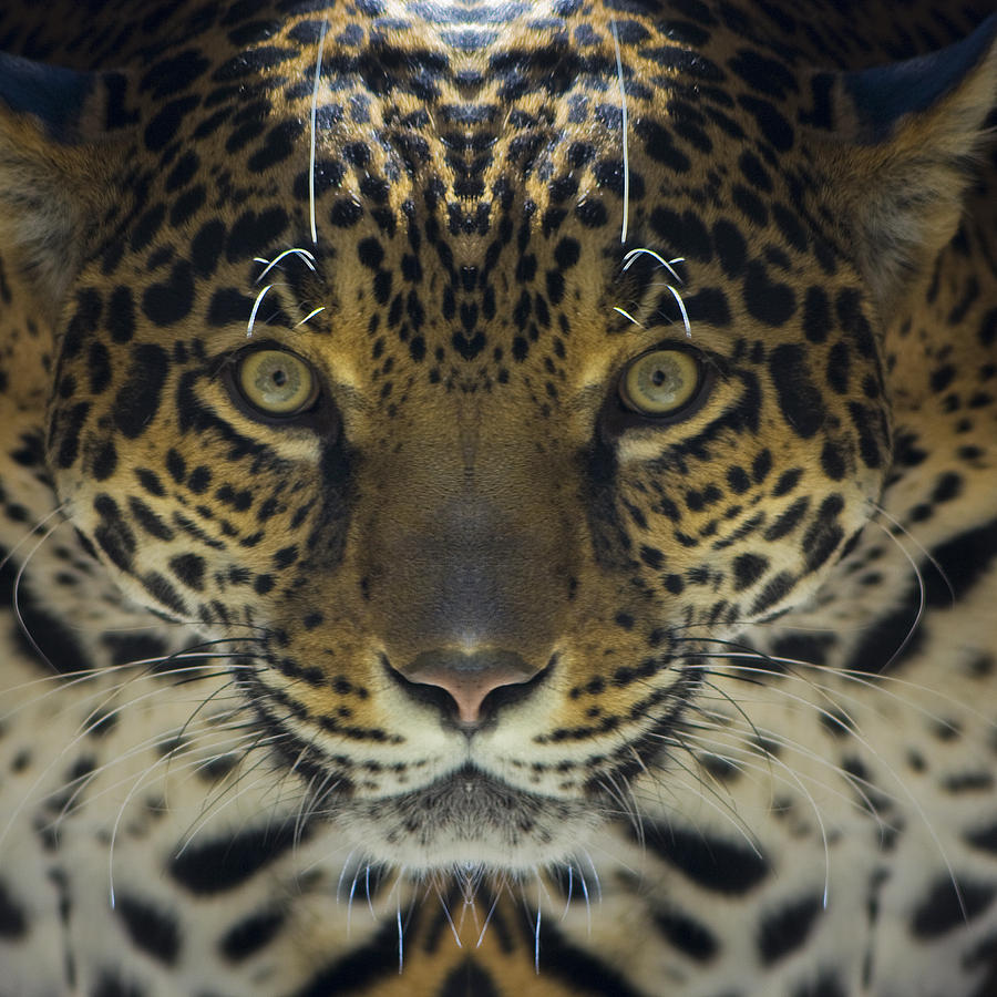 Jaguar  Photograph by Sonya Lang