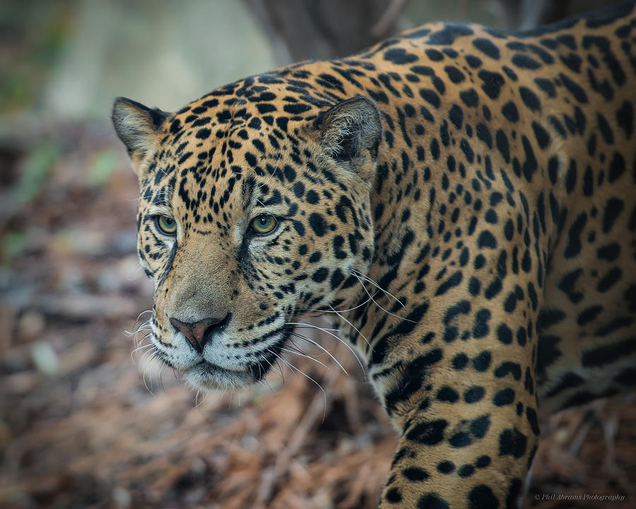 Jaguar Stare Photograph by Phil Abrams