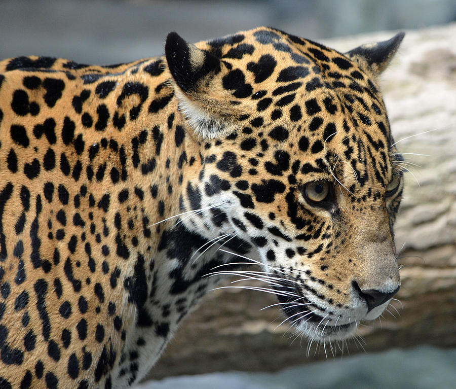 Wildlife Photograph - Jaguar Stare by Richard Bryce and Family