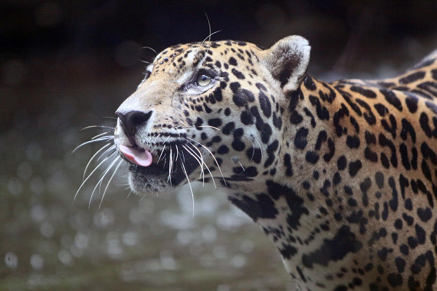 Jaguar Sticking Out Tongue Photograph by Shoal Hollingsworth