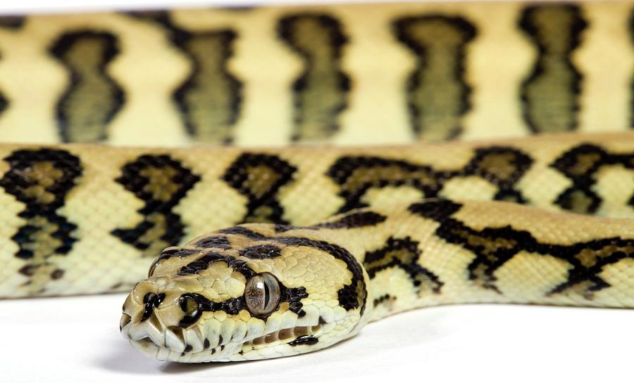 Snake Photograph - Jaguar Variant Carpet Python by Pascal Goetgheluck/science Photo Library