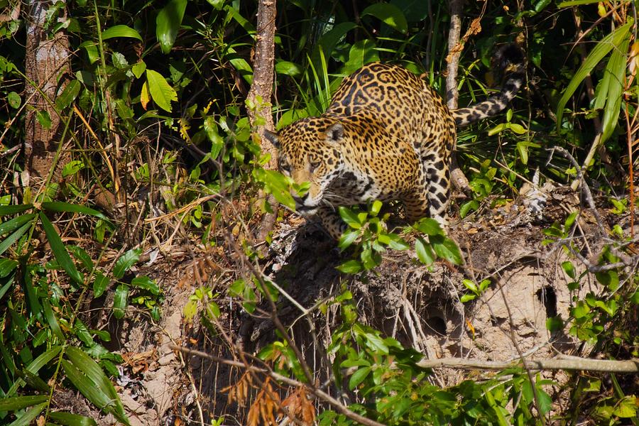Jaguar vs Caiman 1 Photograph by David Beebe