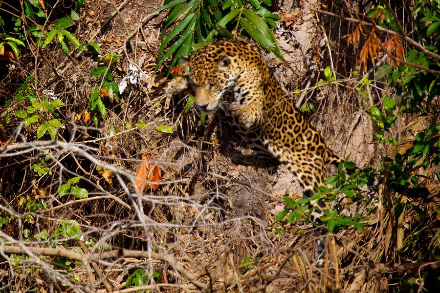 Jaguar vs Caiman 2 Photograph by David Beebe