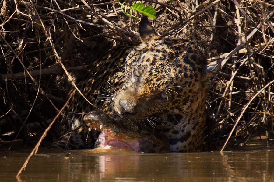 Jaguar Vs Caiman 4 Photograph By David Beebe