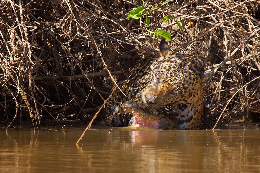 Jaguar vs Caiman Photograph by David Beebe