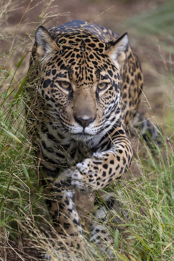 Jaguar Walking Through Grass Photograph by San Diego Zoo