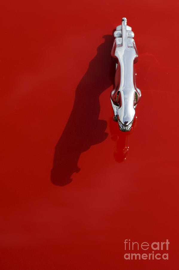 Jaguar XJS Hood Ornament Abstract Photograph by Tim Gainey