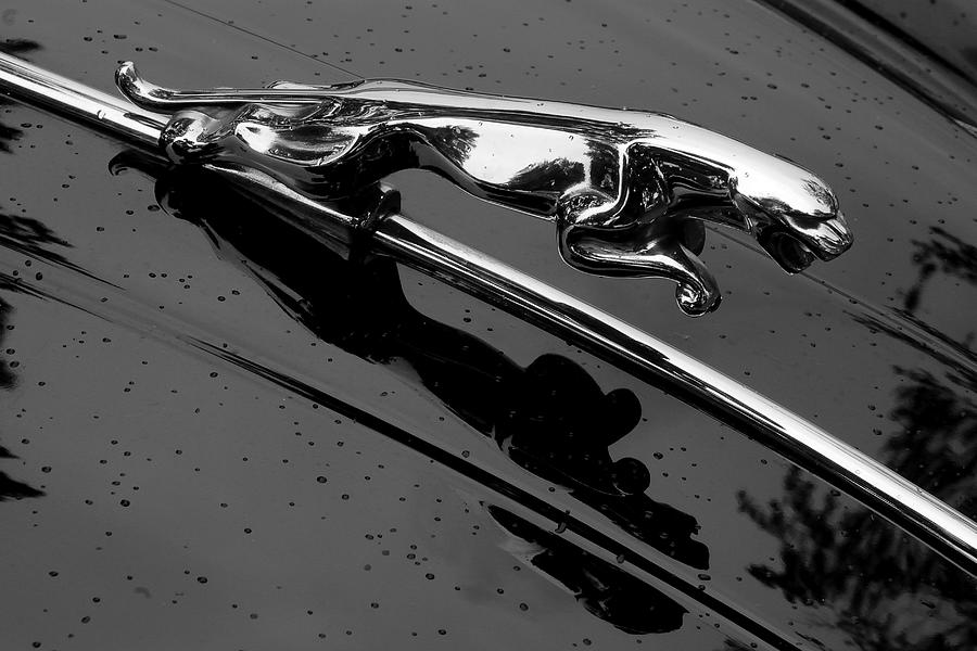 Jaguar XK 150 hood ornament Photograph by Jim Hughes