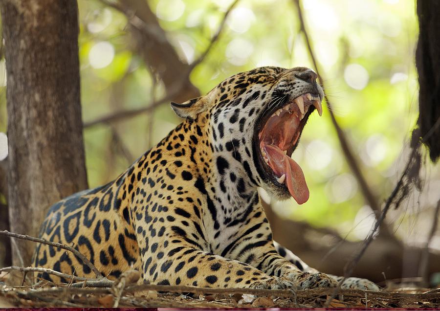 Jaguar yawning Photograph by Science Photo Library | Pixels