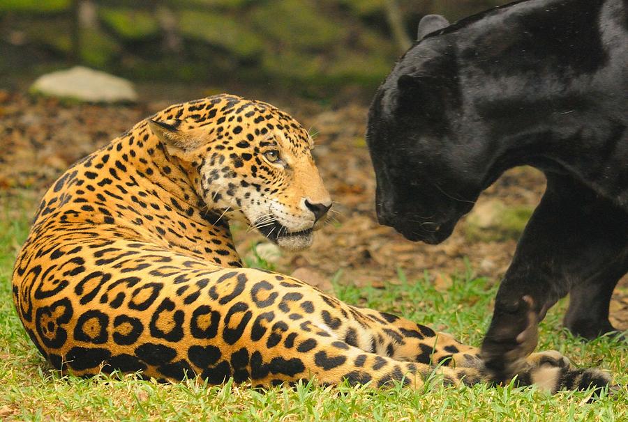 Jaguars at Play Photograph by Jim Southwell - Pixels