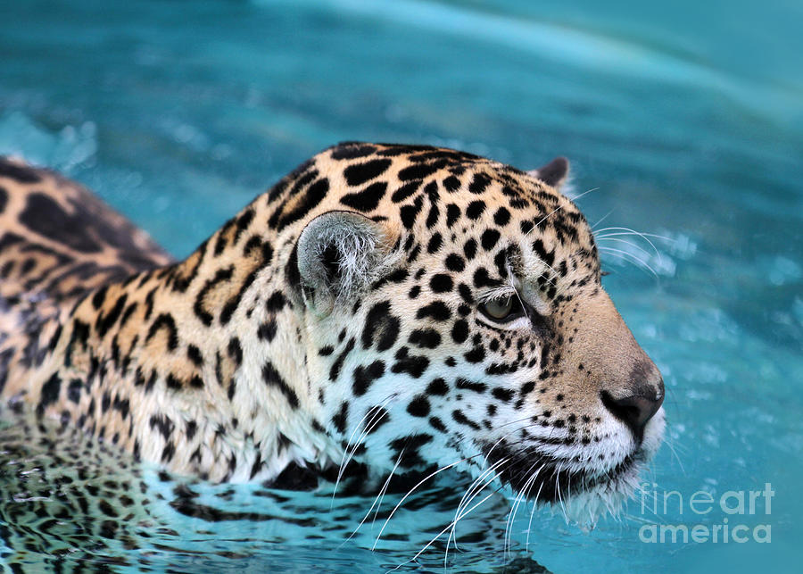 Cat Photograph - Jaguars Love to Swim by Sabrina L Ryan