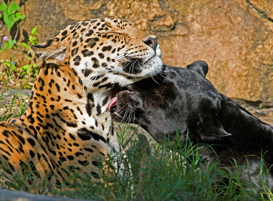 Black Panther Movie Photograph - Jaguars by Millard H. Sharp