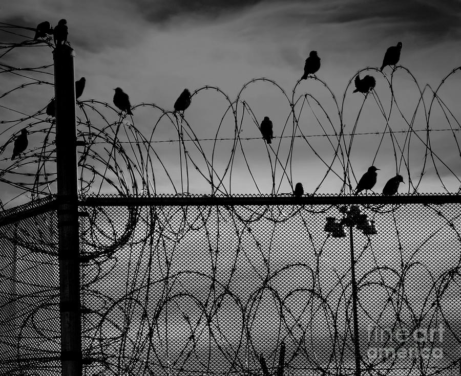 Jail Birds Photograph by Phil Cardamone