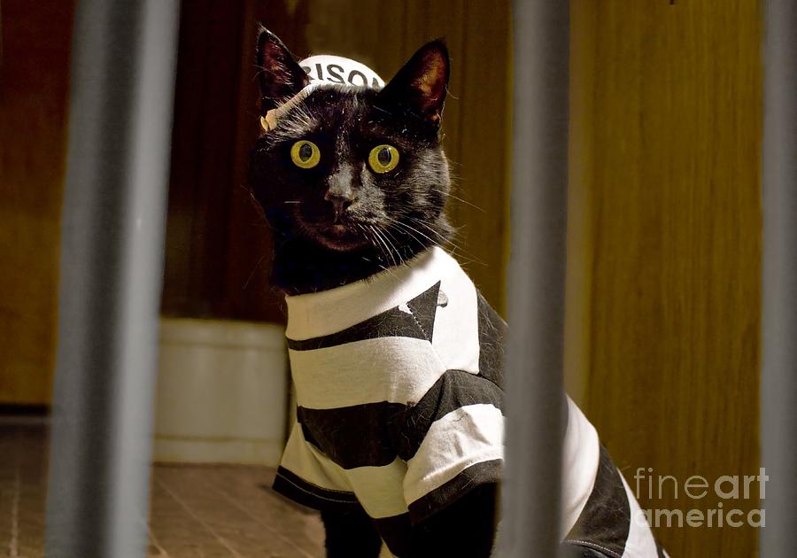 Jailbird Kitty Photograph by Tyra OBryant - Fine Art America