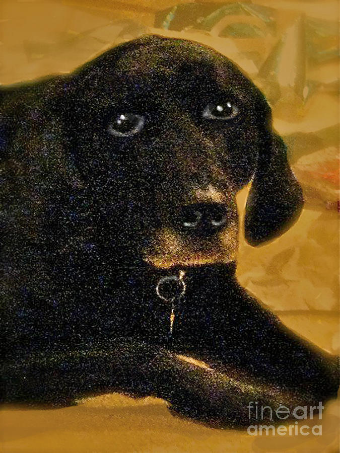 Dog Digital Art - Jaime A Black Lab by Maureen Tillman
