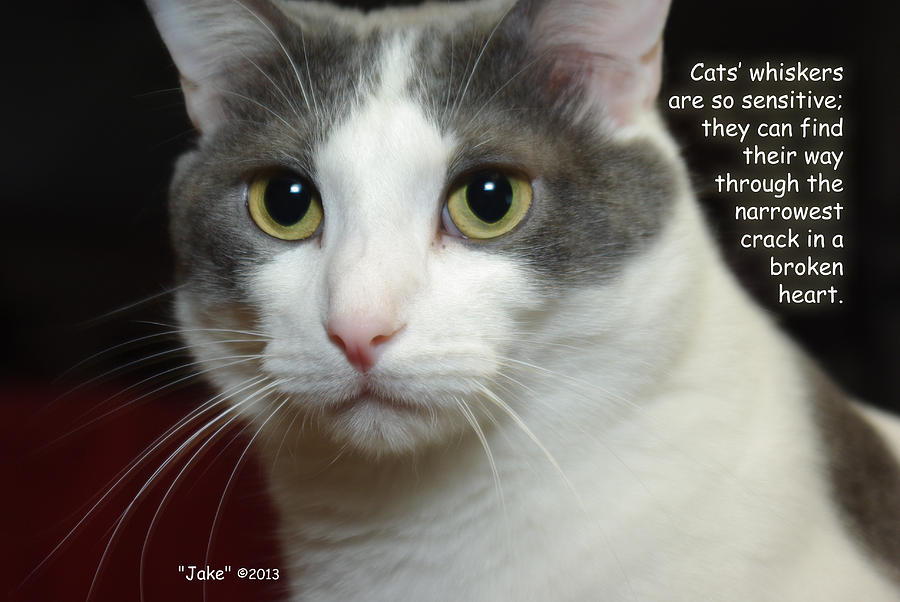 Jake Cat Whiskers Fit In Broken Hearts Photograph by Robyn Stacey ...