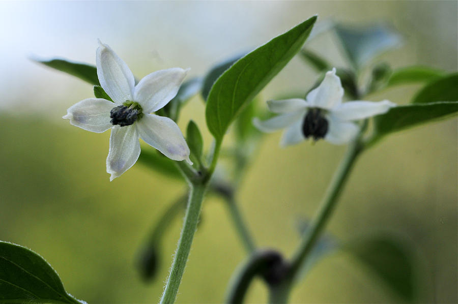 https://images.fineartamerica.com/images-medium-large-5/jalapeno-flowers-kathryn-whitaker.jpg