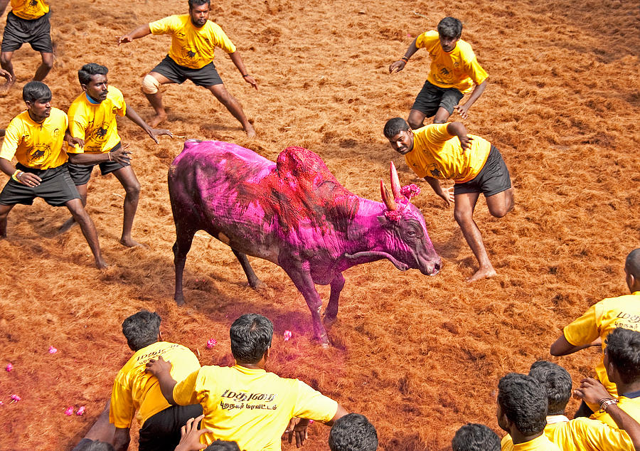 Sports Photograph - Jallikattu bull fighting by Dennis Cox