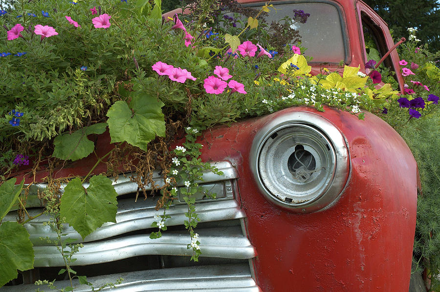 Jalopy Garden Photograph by Arthur Fix