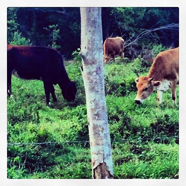 Jamaica Cows Photograph by Rosie Odonnell