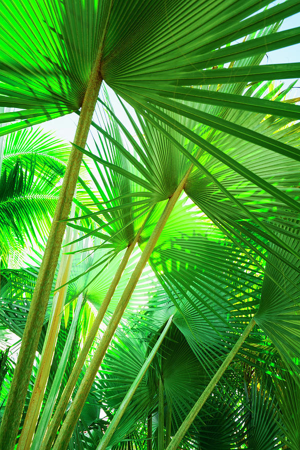 Jamaica, Palm Leaves Photograph by Tetra Images