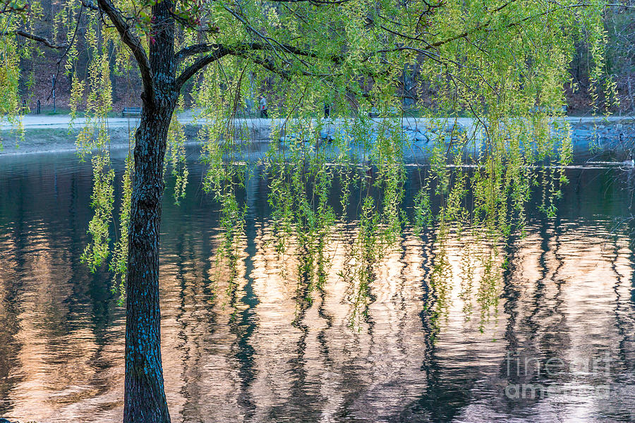Jamaica Pond Reflections Photograph by Susan Cole Kelly