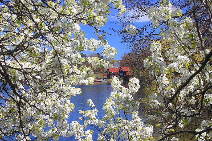 Spring Photograph - Jamaica Pond Trail Boston in Spring by John Burk