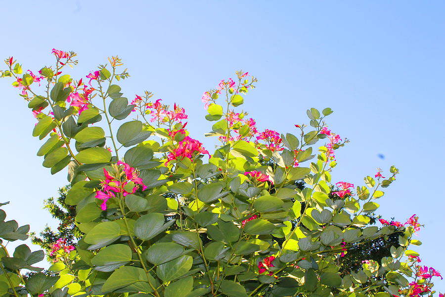 Flower Photograph - Jamaican flowering tree by Debbie Levene