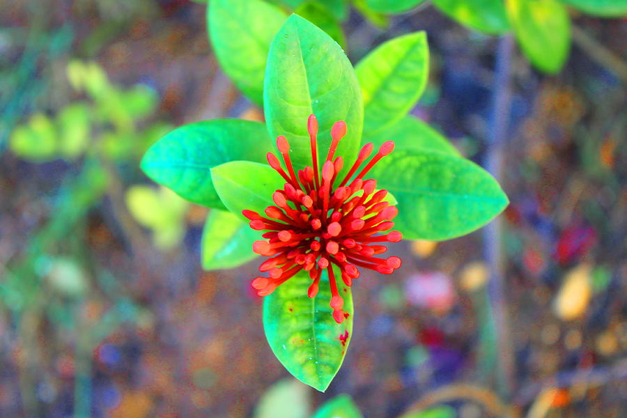 Jamaican Ixora Flower Photograph by Debbie Levene