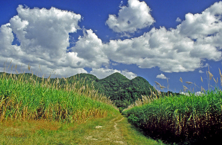 Jamaican landscape Photograph by George Tuffy